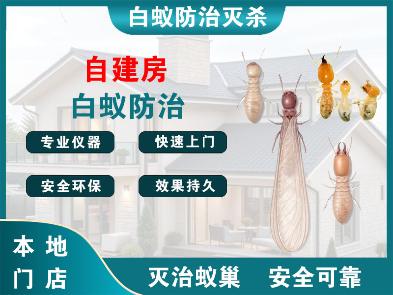 宿豫自建房白蚁防治