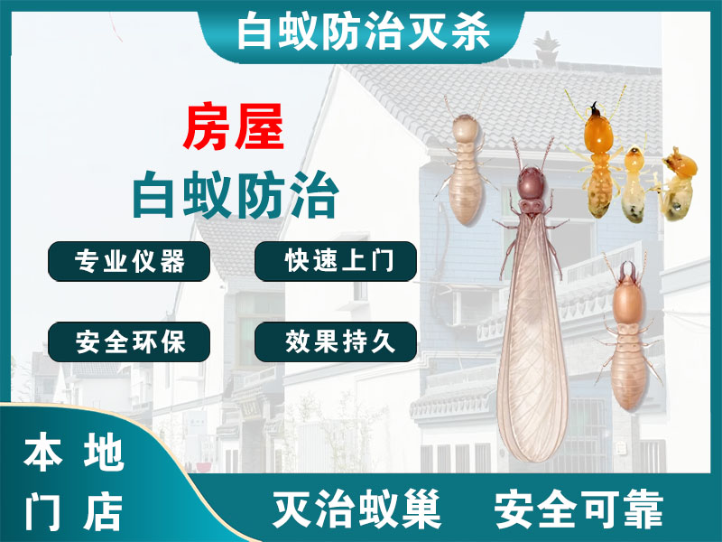 宿豫房屋白蚁防治